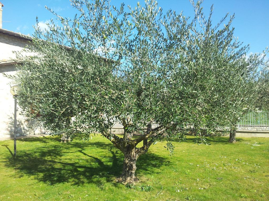 Assisana Affittacamere Santa Maria Degli Angeli  Eksteriør bilde